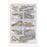 مینی شیت حفاظت از طبیعت - ماهیها -اسلواکی 1998