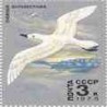 1 عدد تمبر پرندگان دریائی - روسیه 1978  