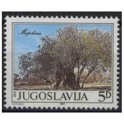 1 عدد تمبر درخت پیر در میروویچا - یوگوسلاوی 1984